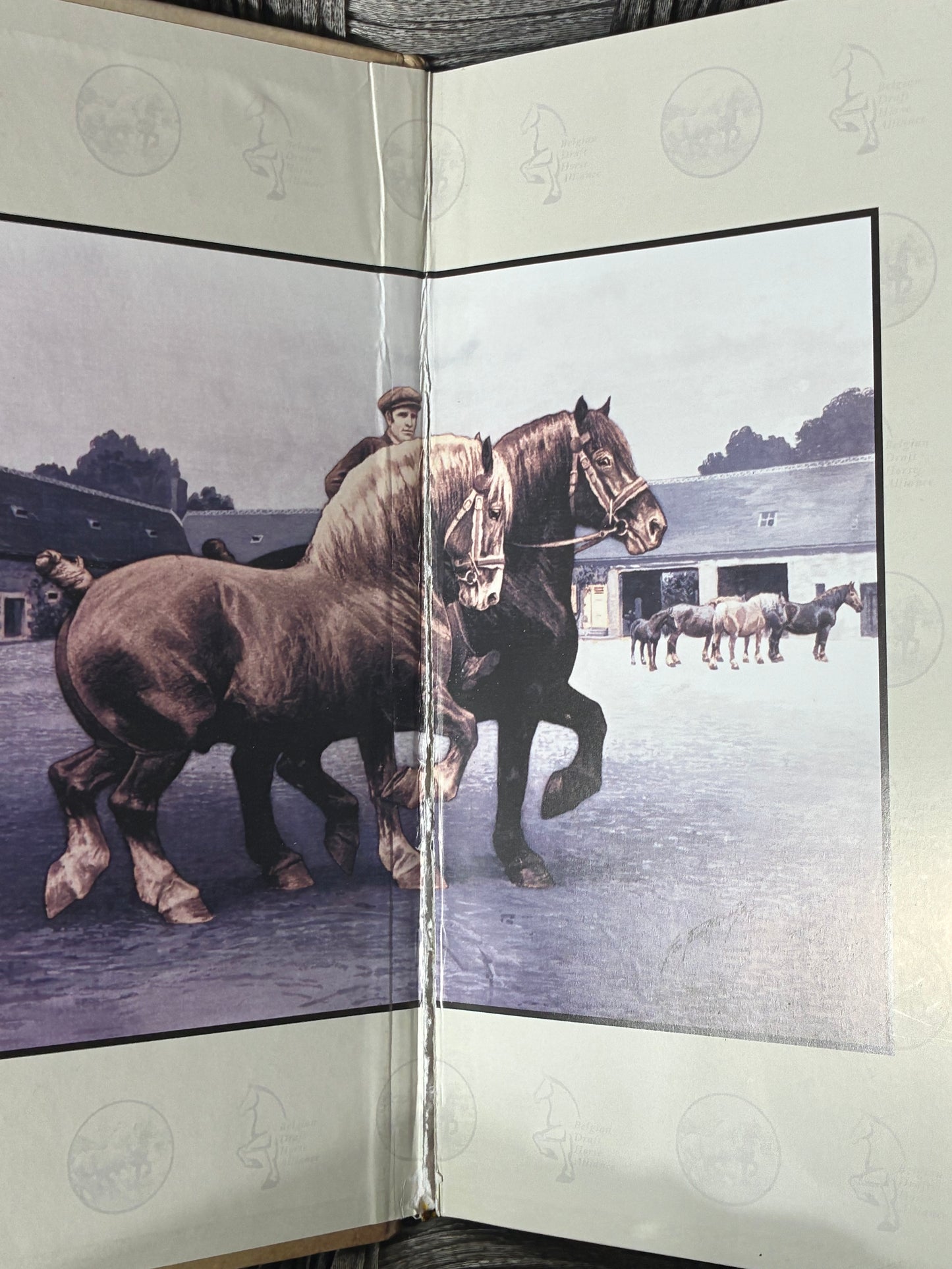 THE 2025 BELGIAN REVIEW THE BELGIAN REVIEW HORSE CORPORATION OF AMERICA